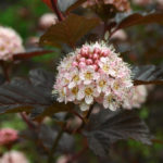 physocarpus-lady-in-red-2