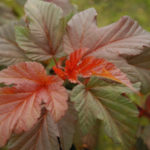 physocarpus-lady-in-red-3
