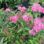 spiraea-neon-flash-1