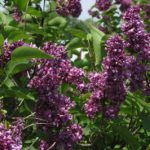 syringa-charles-joly-2