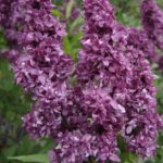 syringa-charles-joly-3