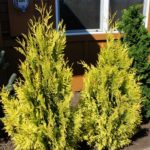 thuja-forever-goldy-1