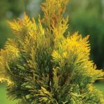 thuja-forever-goldy-2