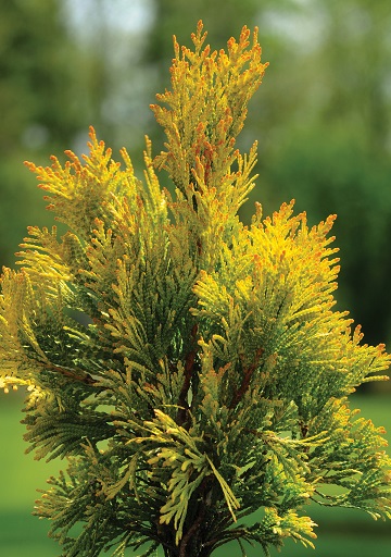 thuja-forever-goldy-2 - Richey Nursey Company LLC