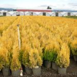 thuja-forever-goldy-5