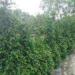 thuja-green-giant-1