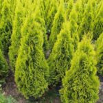 thuja-highlights-1