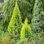 thuja-highlights-2