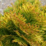 Thuja ‘Janed Gold’