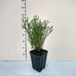 thuja-mr-bowling-ball-3-5in-pot