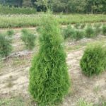 thuja-pyramidalis-1