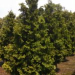 thuja-virginian-2