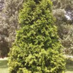 thuja-virginian-5