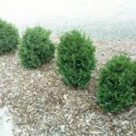 thuja-plicata-nana-1