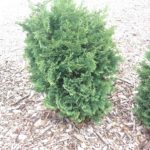 thuja-plicata-nana-2