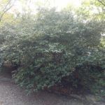 viburnum-conoy-1