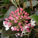 viburnum-mohawk-1