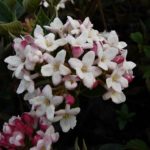 viburnum-mohawk-2