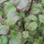 viburnum-red-feather-1