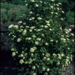 viburnum-red-feather-2