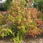 Mature plant at Johnson’s Nursery