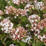 viburnum-spice-island-2