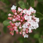 viburnum-sugar-n-spice-2