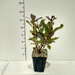 weigela-dark-horse-3-5in-pot