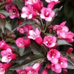 weigela-merlot-pink-1