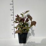 weigela-merlot-pink-3-5in-pot