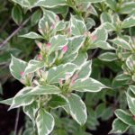 weigela-variegata-1