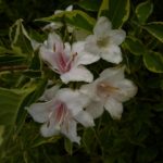 weigela-variegata-3
