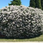 IMG_20170601_131406504crop