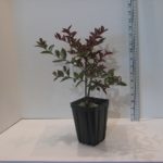 Lagerstroemia Enduring Summer™ PINK