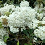 Viburnum Eskimo 1