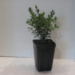 Buxus NORTHERN CHARM™ 3 in pot (1)