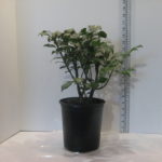 Euonymus alatus ‘Compactus’ 6 in pot (2)