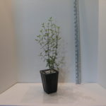 Leptodermis oblonga 3 in pot (5)