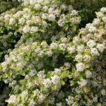 Physocarpus Raspberry Lemonade blooms