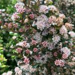 Physocarpus Sweet Cherry Tea blooms