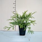 Chamaecyparis ‘Paul’s Gold’™ 3.5in Pot