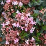 Abelia Raspberry Profusion flowers