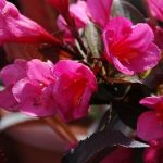 Weigela Merlot Pink (3)