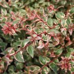 Abelia-Mardi-Gras-2