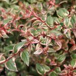 Abelia-Mardi-Gras-2a