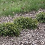 Buxus Flat-tery™