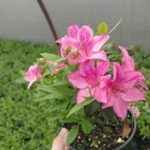 Azalea Chalet Glowing Pink