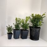 Buxus-size-comparisions-resized