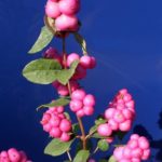 Symphoricarpos Magical Treasure fruit