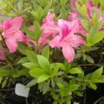 Azalea Chalet Plum